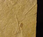 Polycidaris nusplingensis GRAWE-BAUMEISTER et al. 2000 - Bild © FossNet FossilienStore